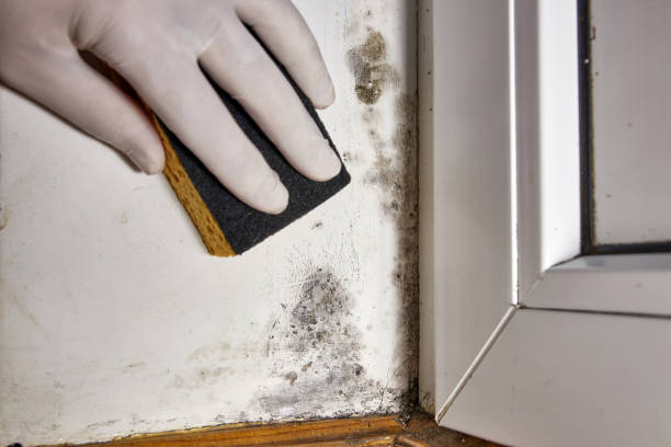 Best Mold Documentation for Insurance Claims  in Chatham, IL